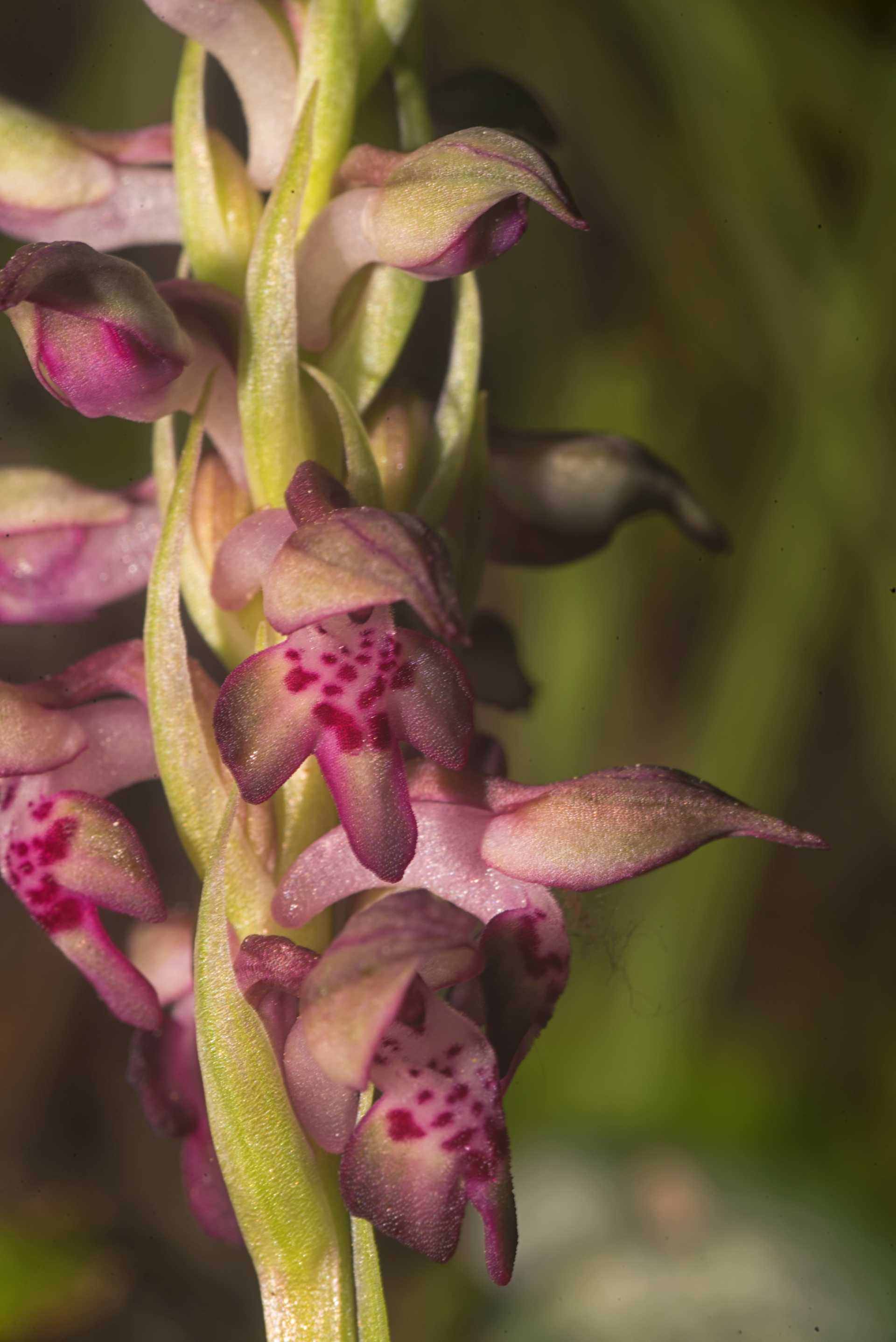 Anacamptis coriophora, l''orchidea che odora di cimice, ma non qui da noi